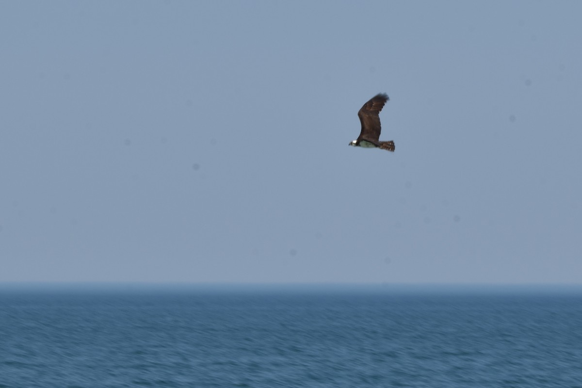 Osprey - ML638964212