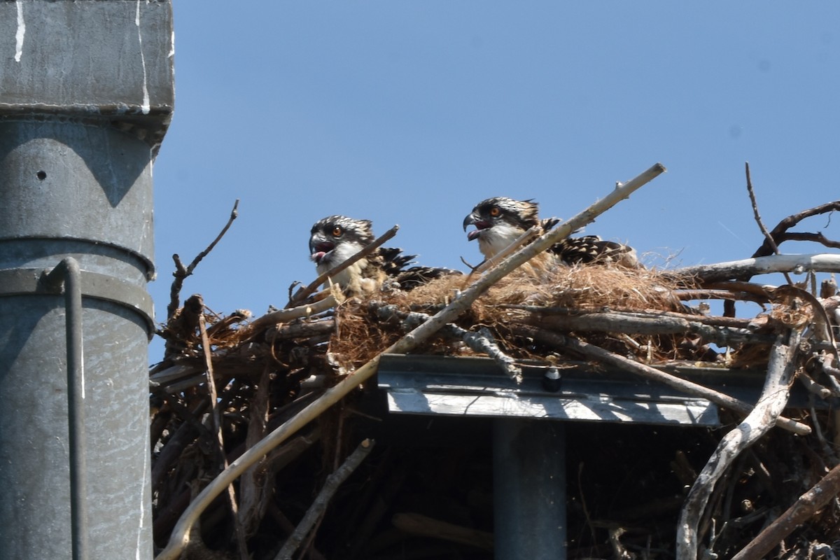 Osprey - ML638964213