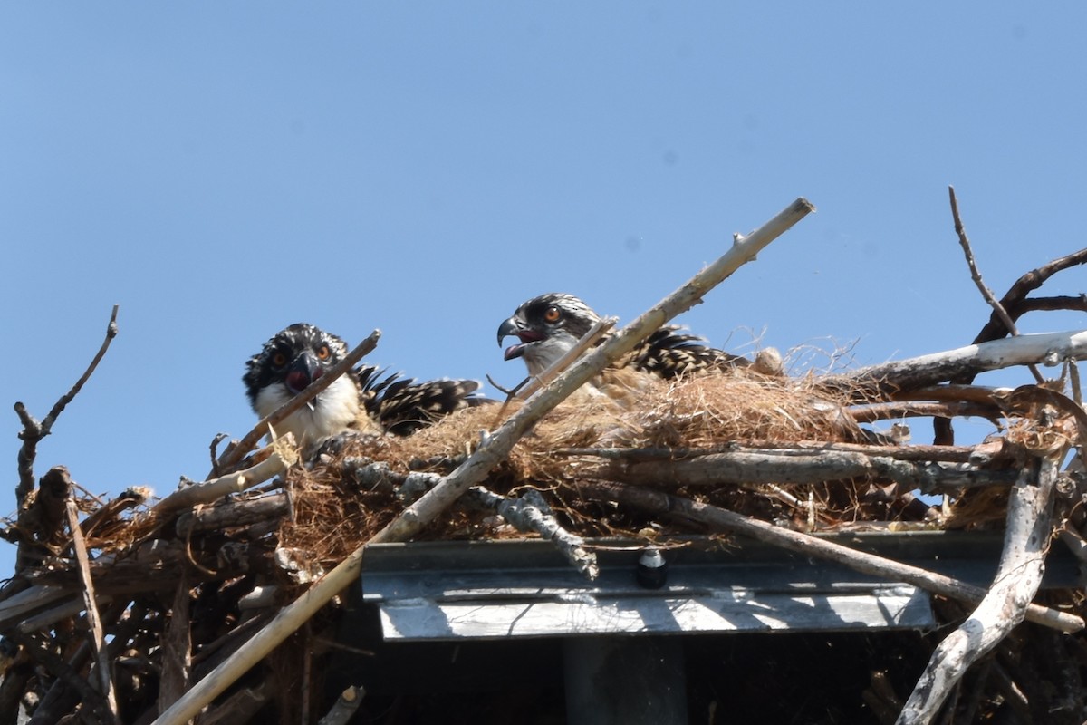 Osprey - ML638964214