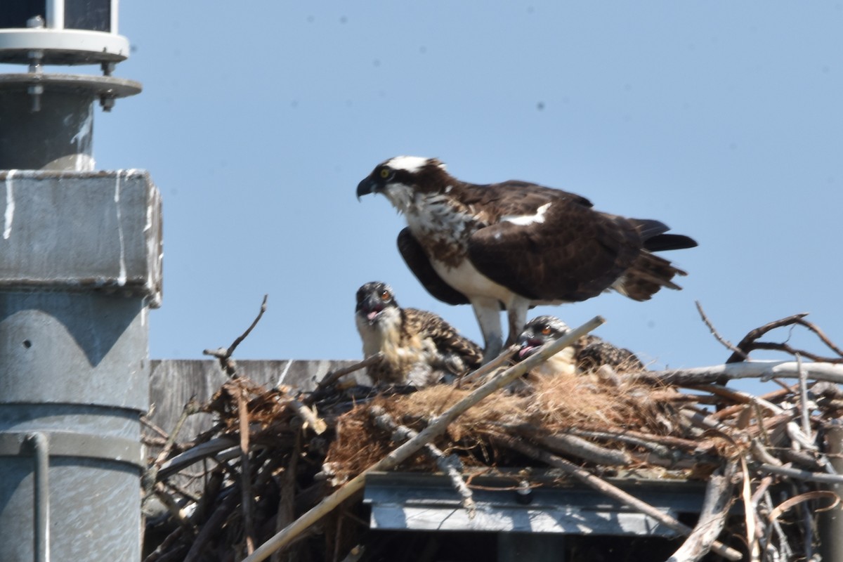 Osprey - ML638964215