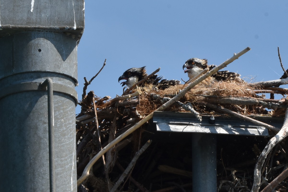 Osprey - ML638964216