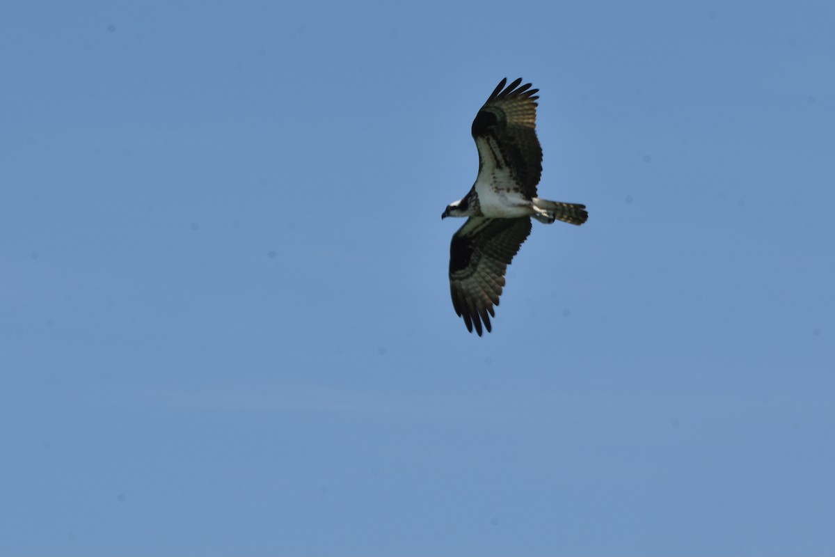 Osprey - ML638964217