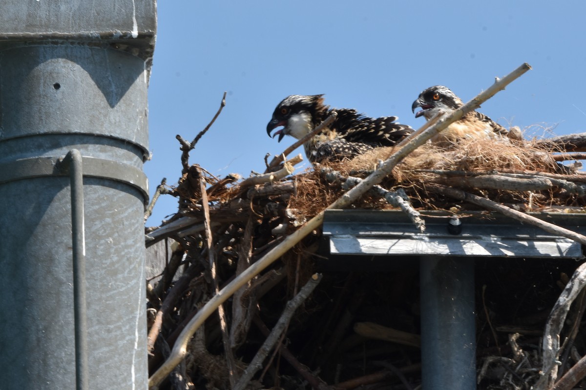 Osprey - ML638964218