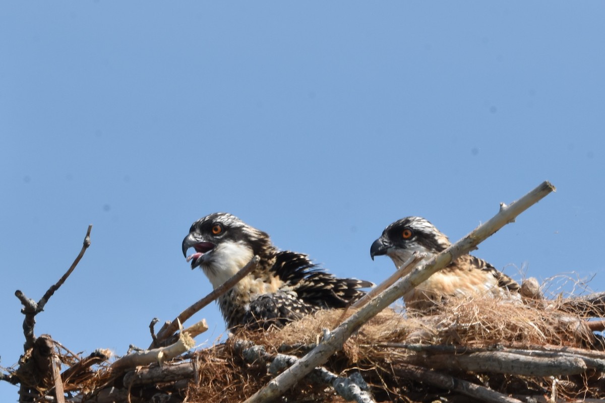 Osprey - ML638964219