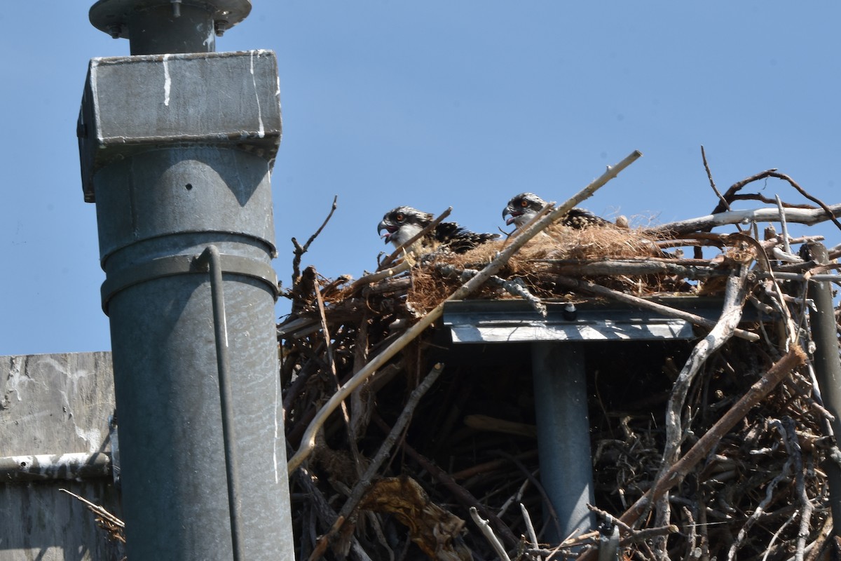 Osprey - ML638964220