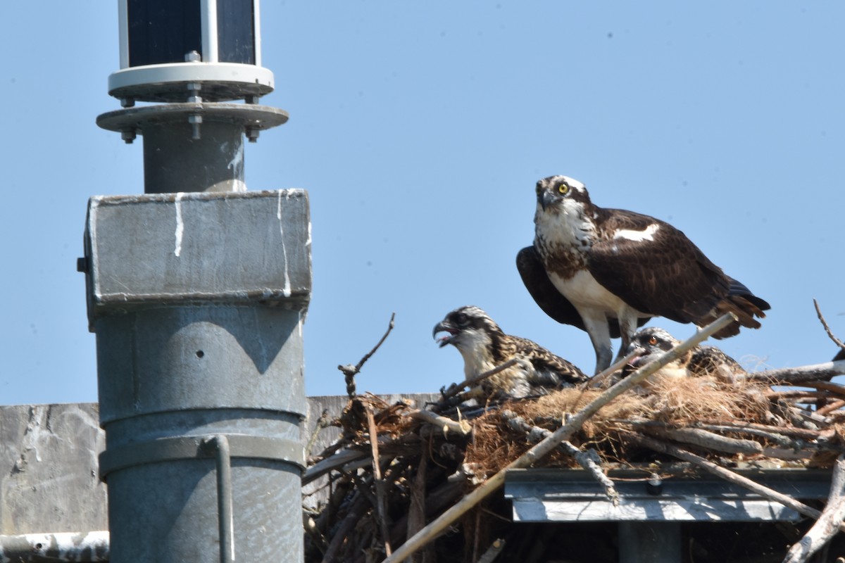 Osprey - ML638964221