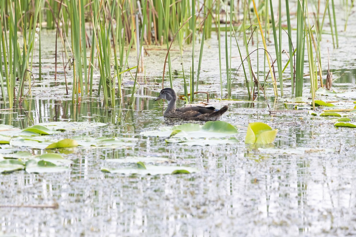 Wood Duck - ML638964244
