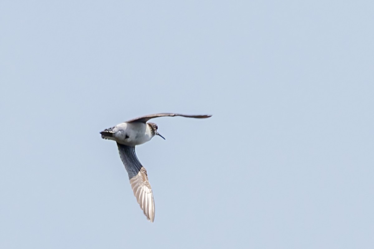 Solitary Sandpiper - ML638964252