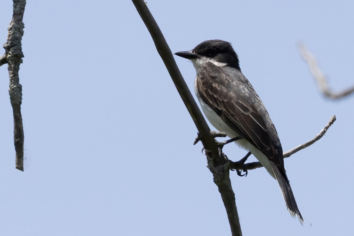 Eastern Kingbird - ML638964259