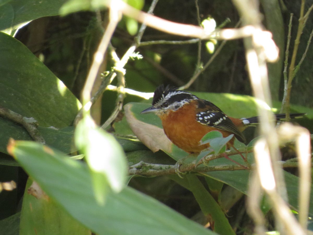 Ferruginous Antbird - ML638964260