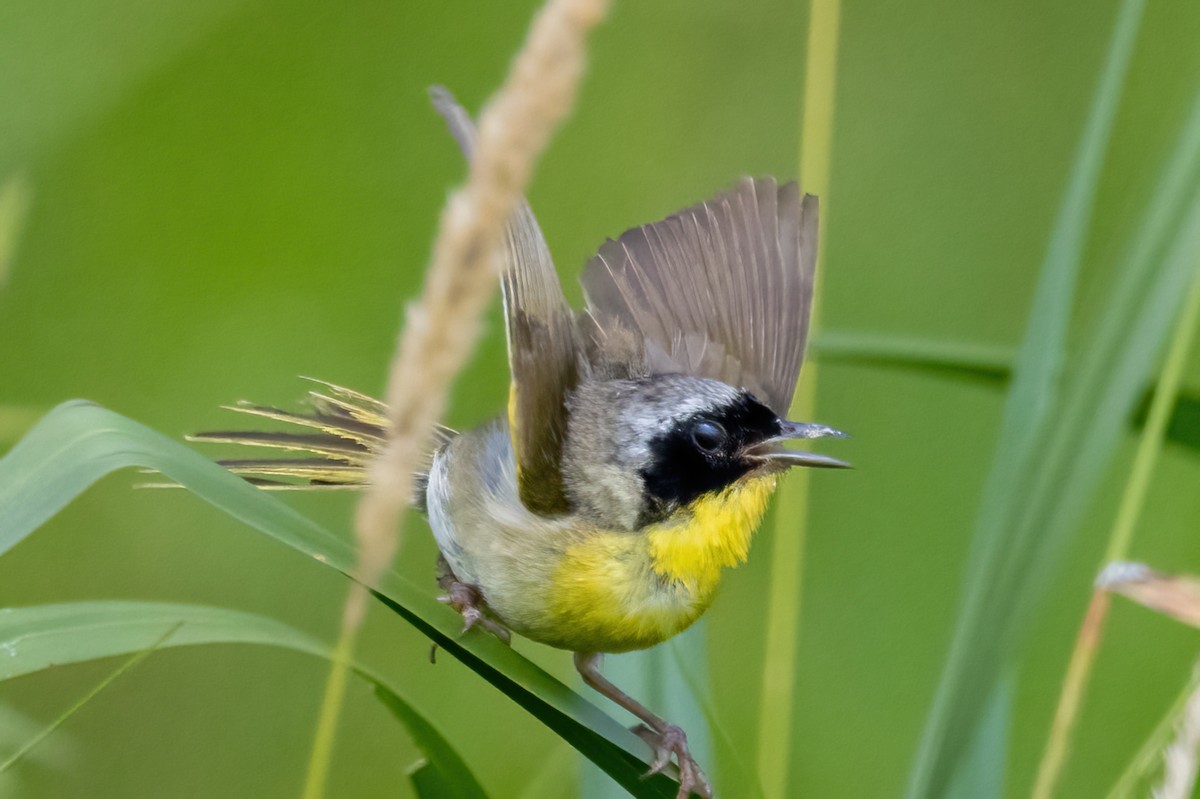 Common Yellowthroat - ML638964269