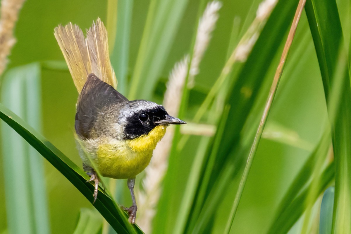 Common Yellowthroat - ML638964270