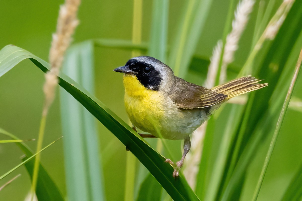 Common Yellowthroat - ML638964271