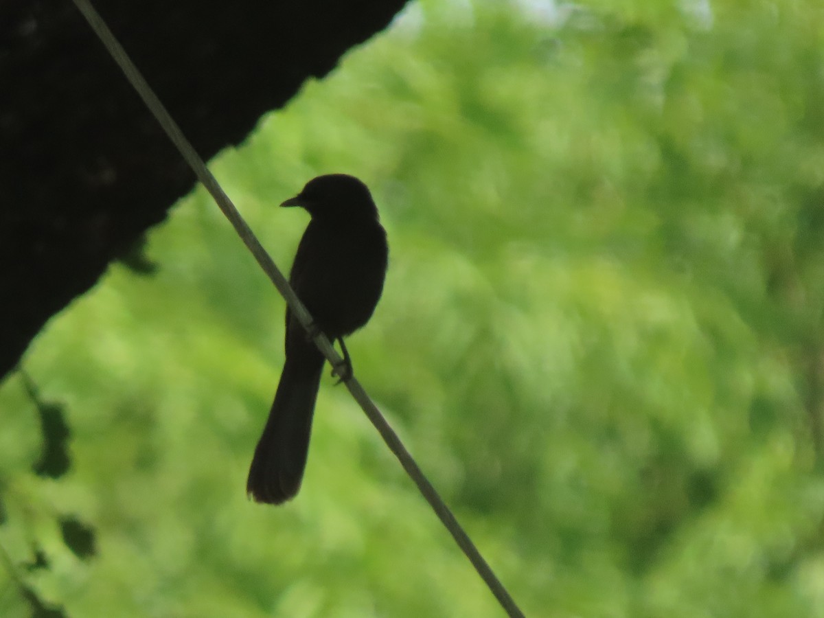 Northern Black-Flycatcher - ML638964291