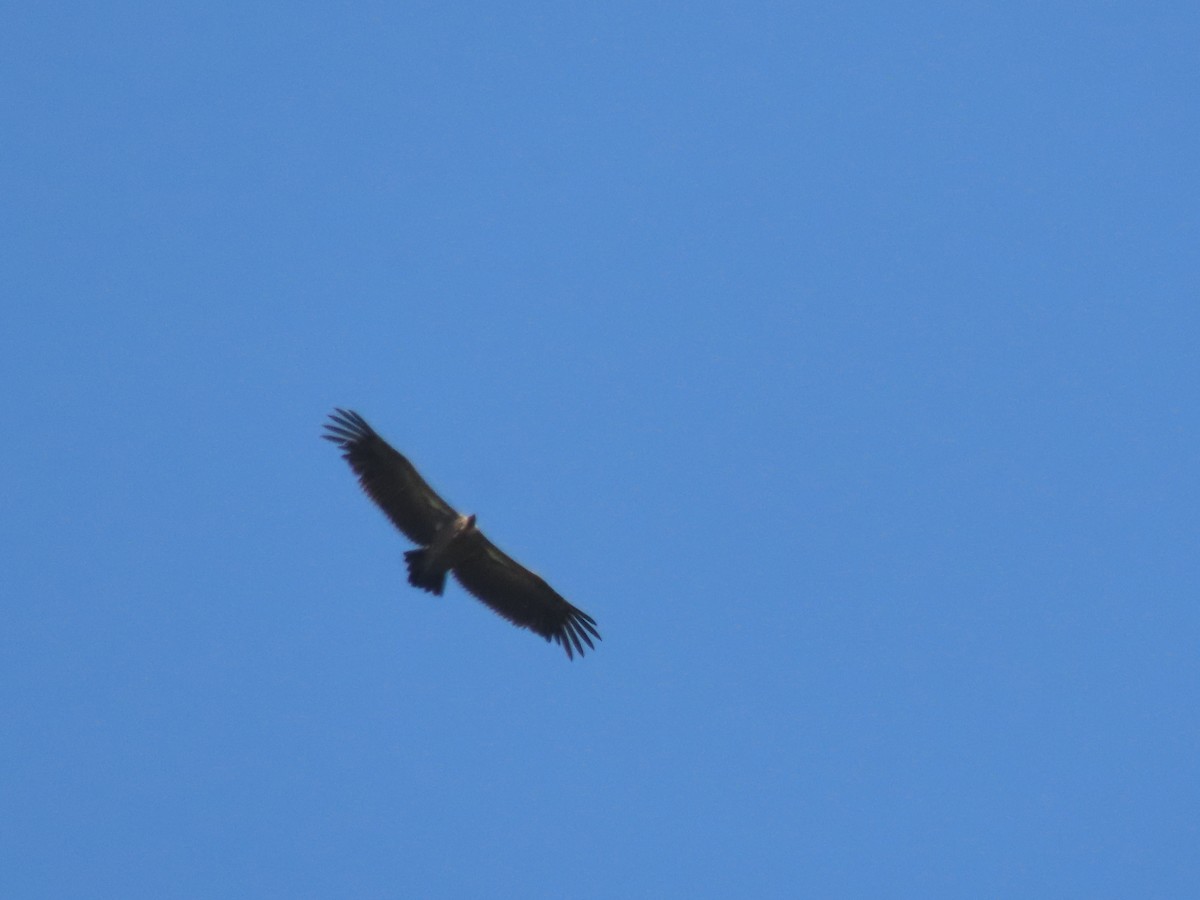 White-backed Vulture - ML638964311