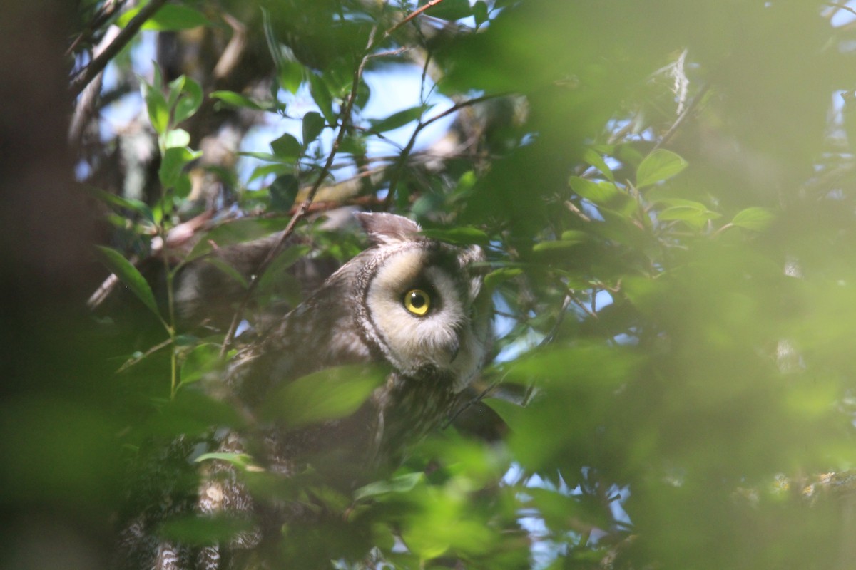 Long-eared Owl - ML638964319