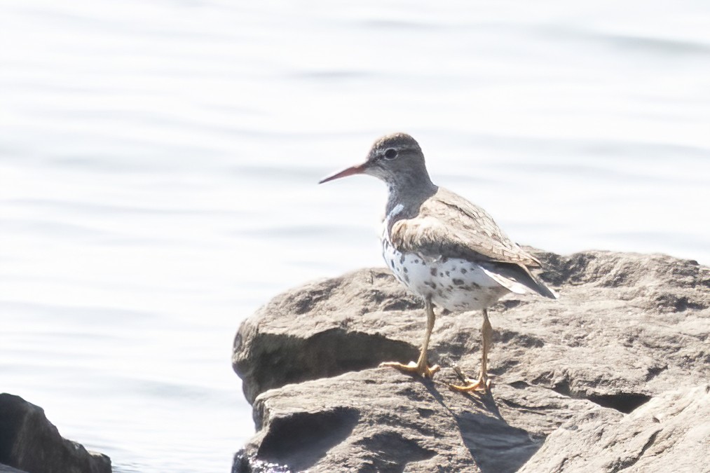 Spotted Sandpiper - ML638964358