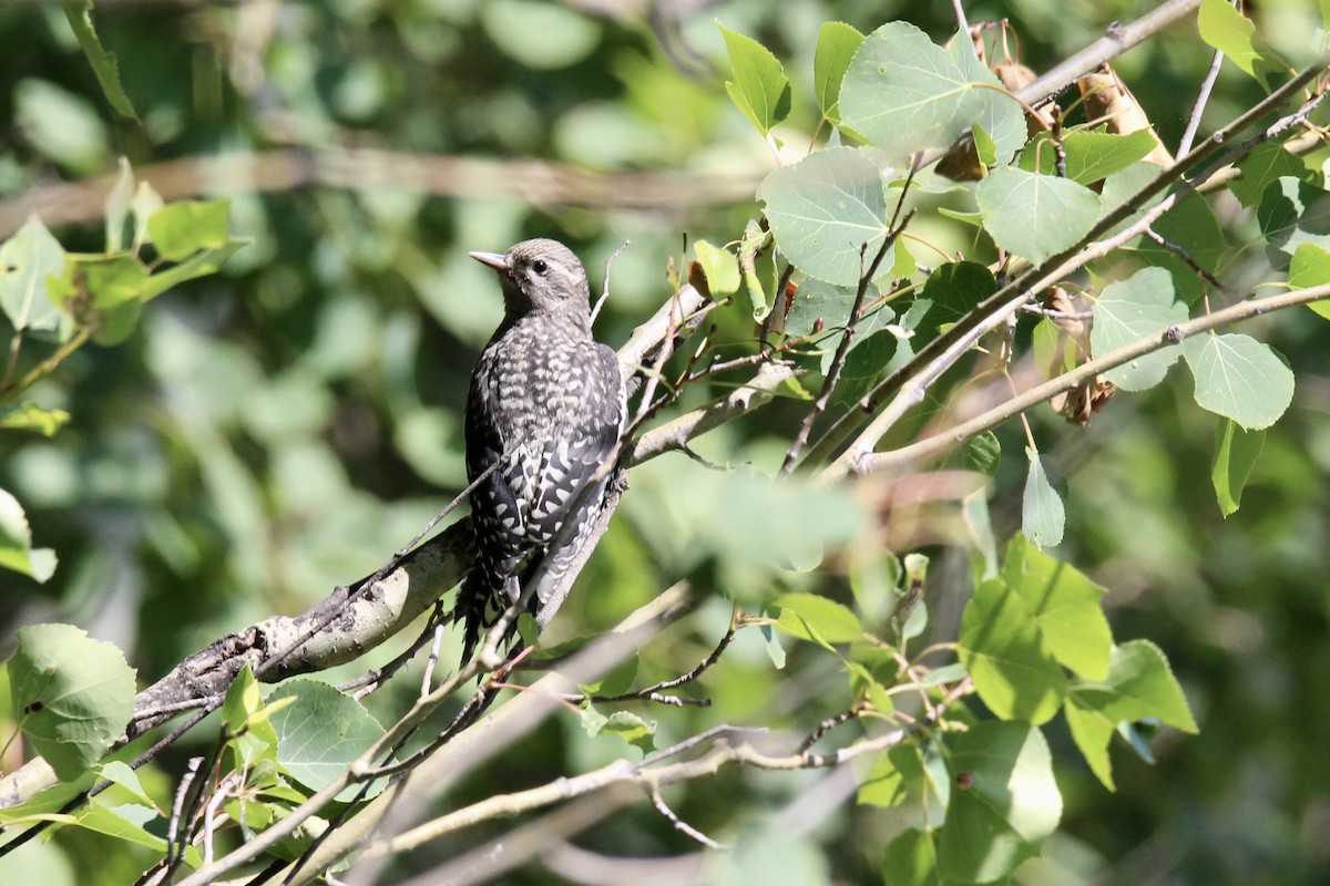Yellow-bellied Sapsucker - ML638964398