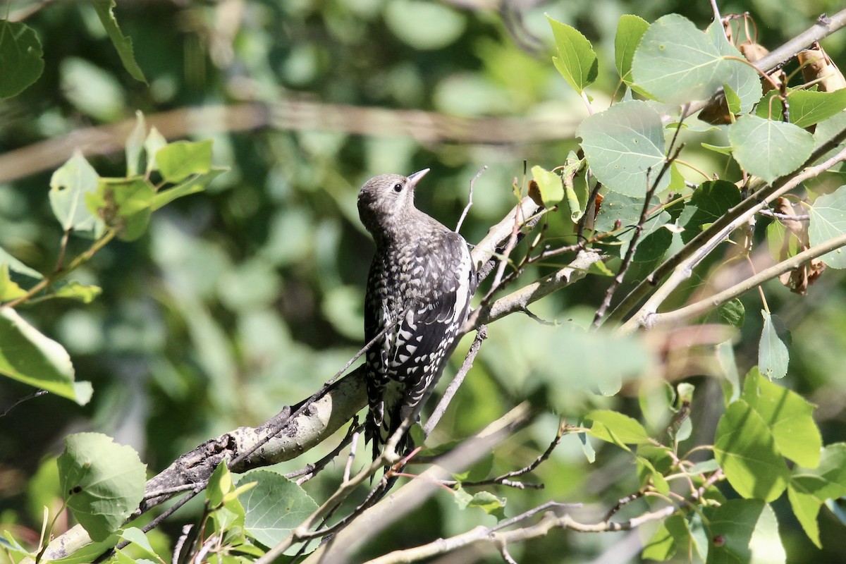 Yellow-bellied Sapsucker - ML638964401