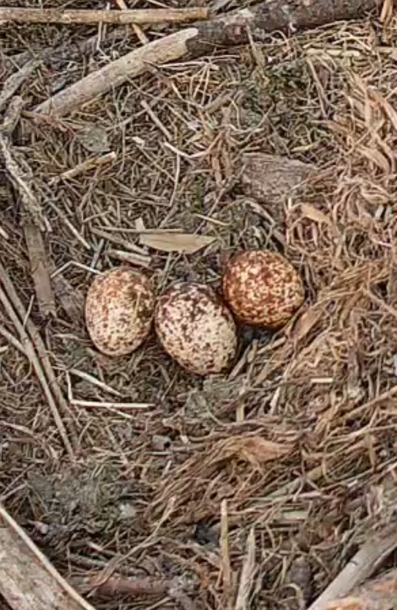 Osprey (American) - ML638964404