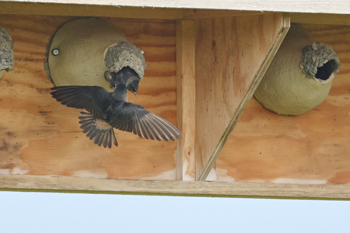 Cliff Swallow - ML638964418