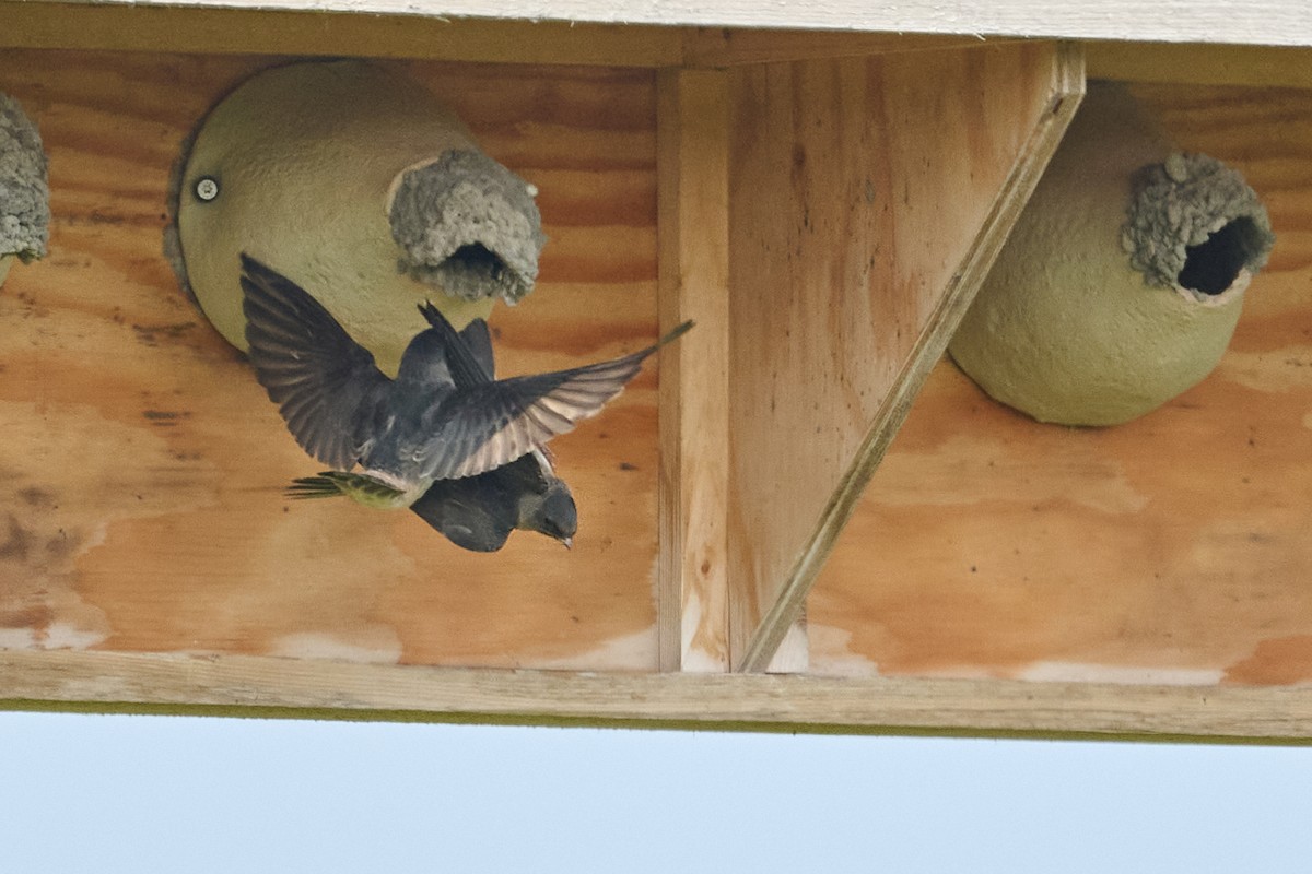 Cliff Swallow - ML638964425