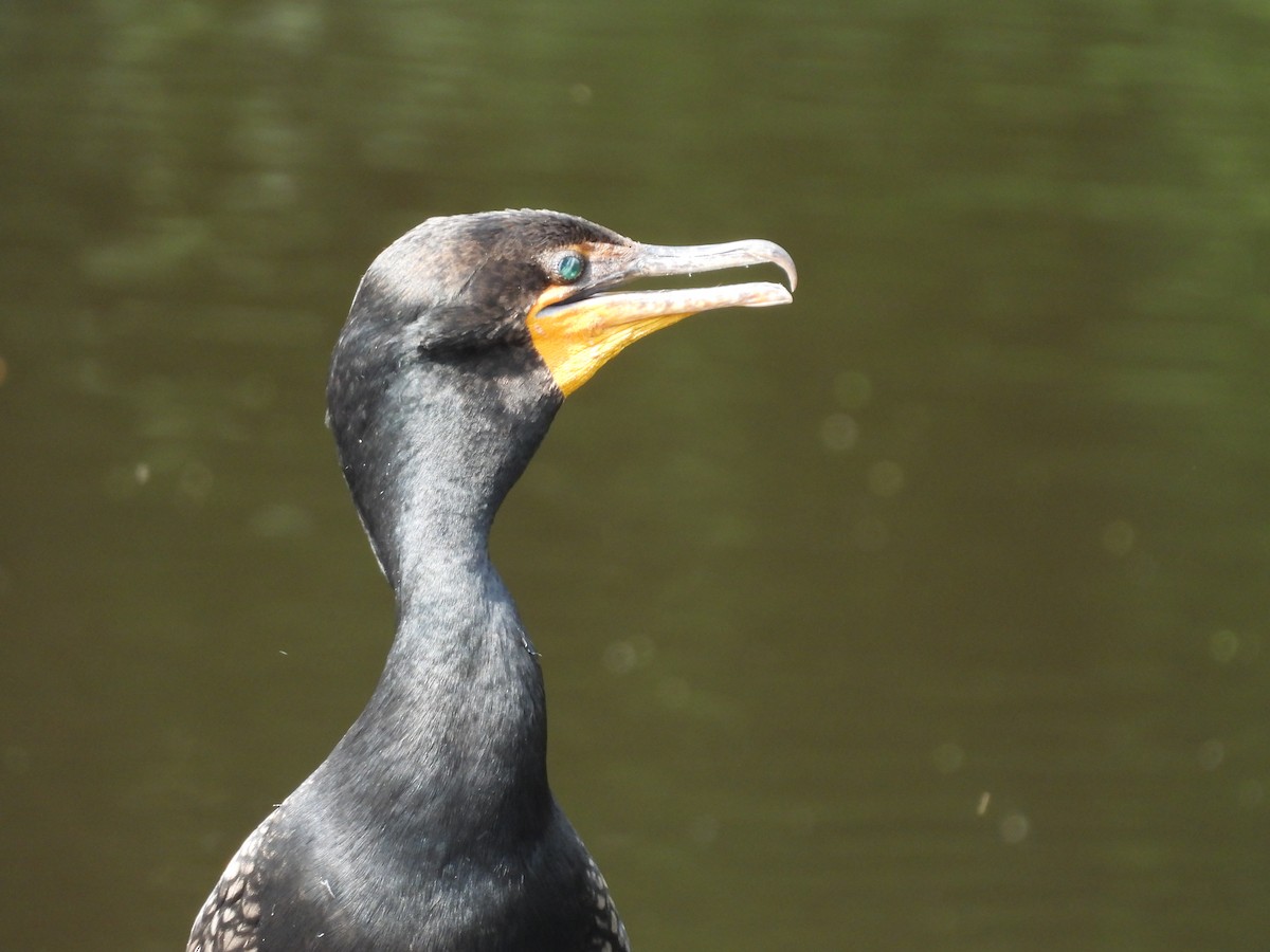 Cormoran à aigrettes - ML638964426