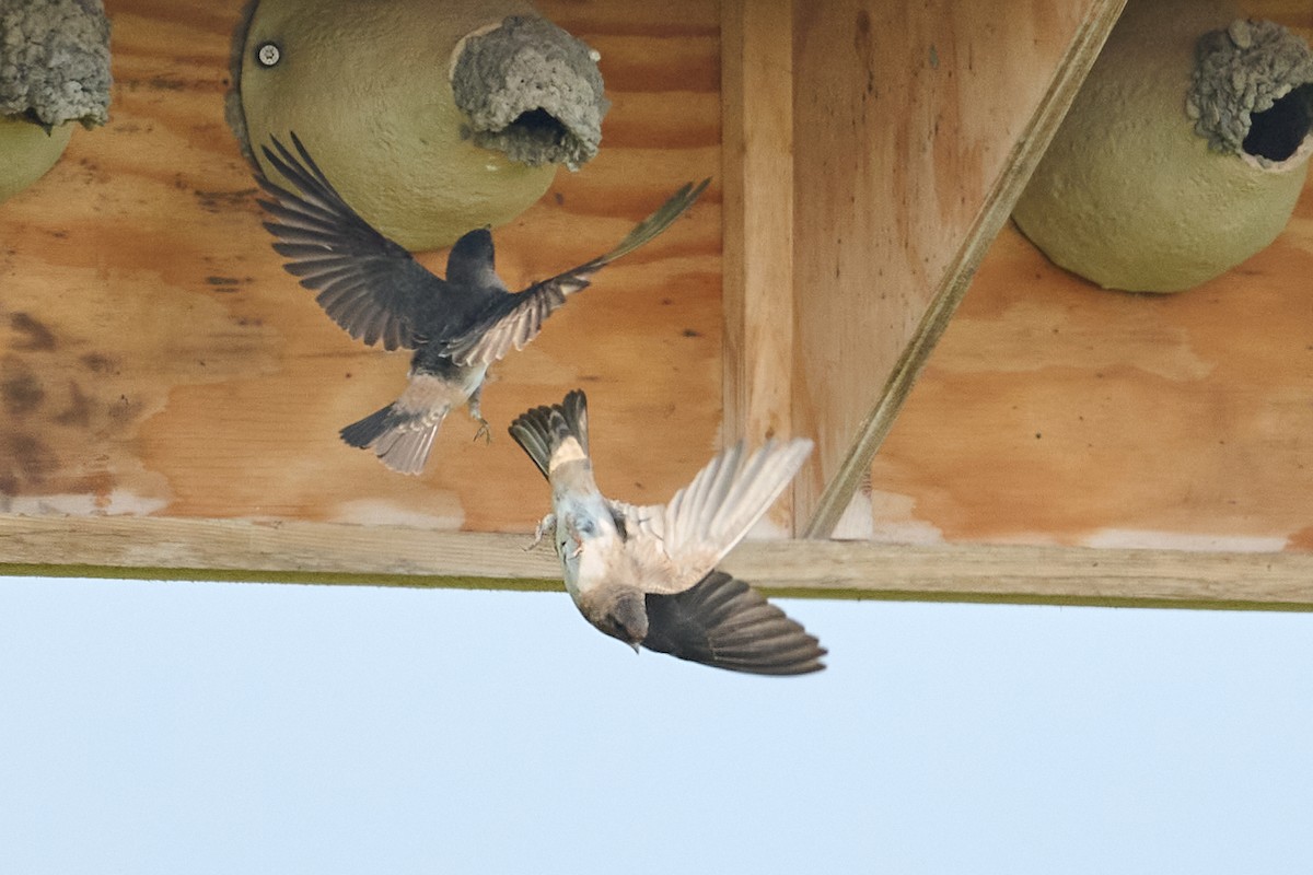 Cliff Swallow - ML638964446