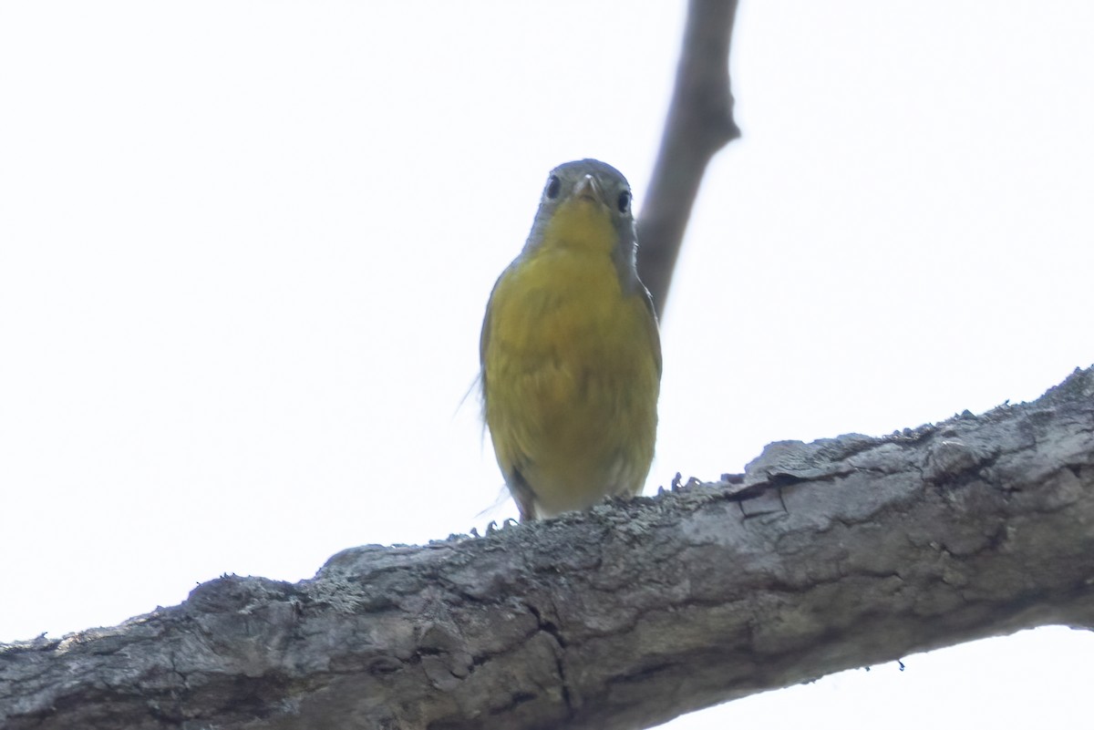 Rubinfleck-Waldsänger - ML638964450