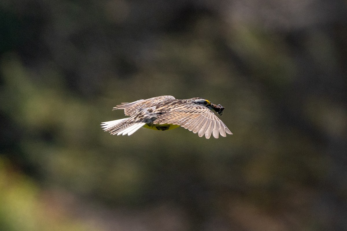 Eastern Meadowlark - ML638964472
