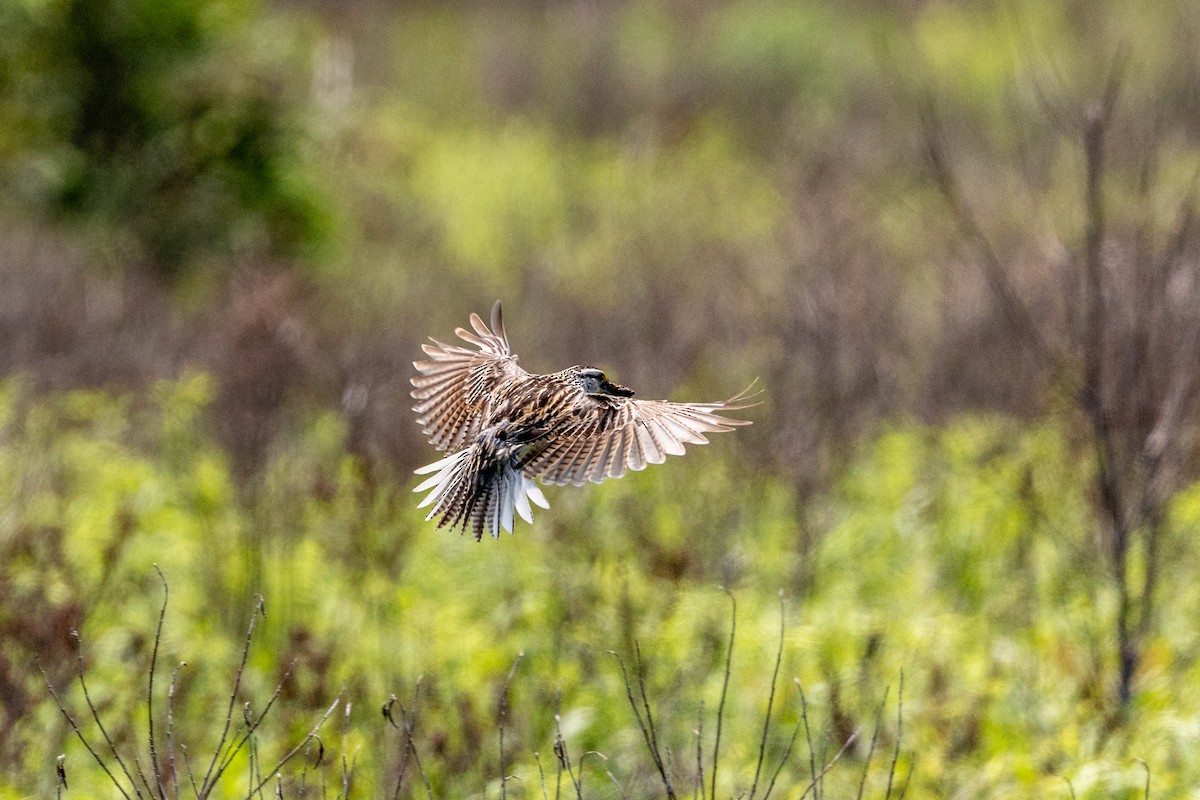 Eastern Meadowlark - ML638964473