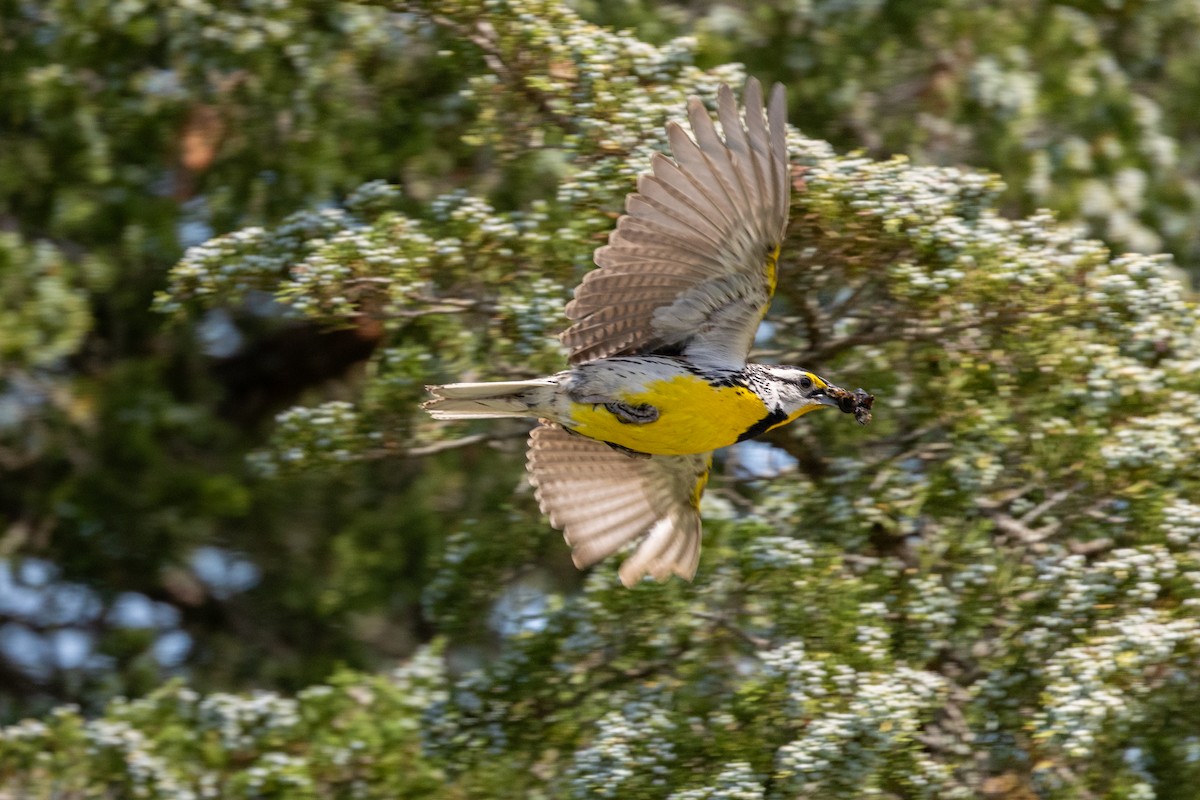 Eastern Meadowlark - ML638964475