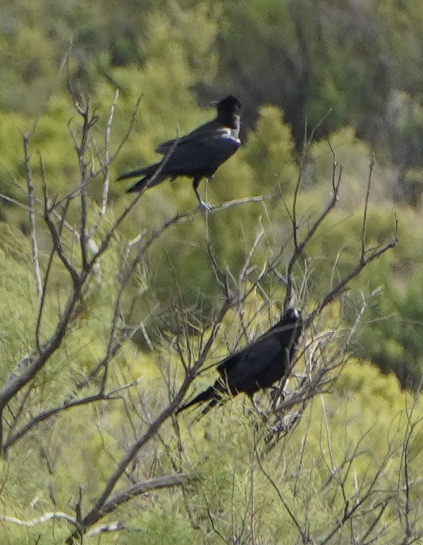 raven sp. - ML638964491