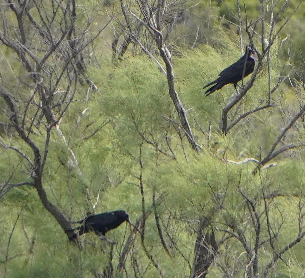 raven sp. - ML638964492
