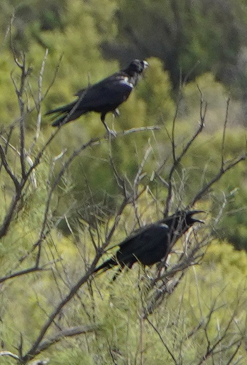 raven sp. - ML638964493