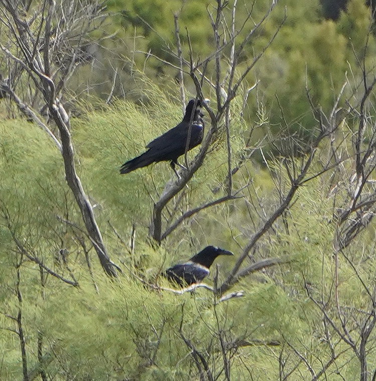raven sp. - ML638964494