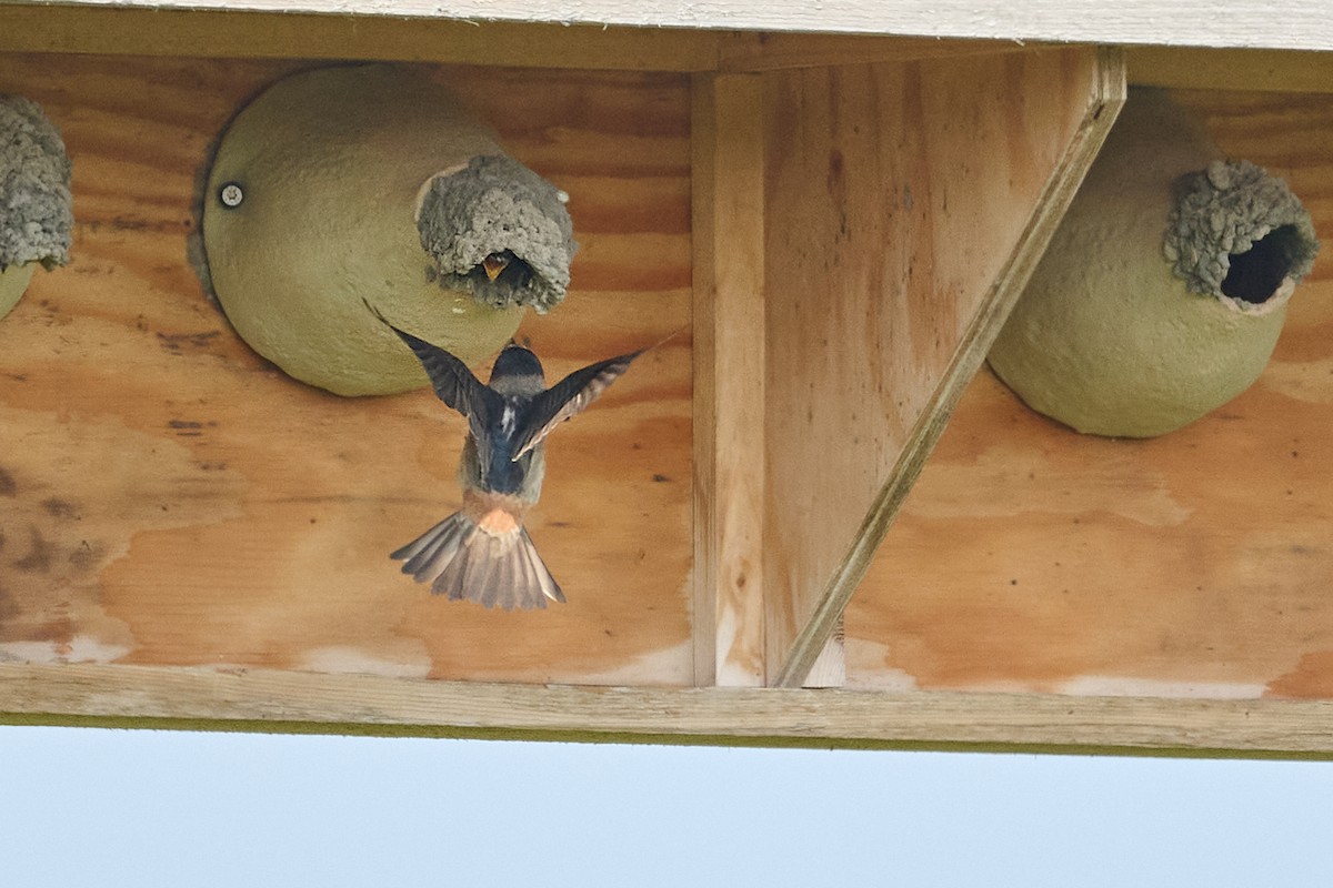 Cliff Swallow - ML638964500
