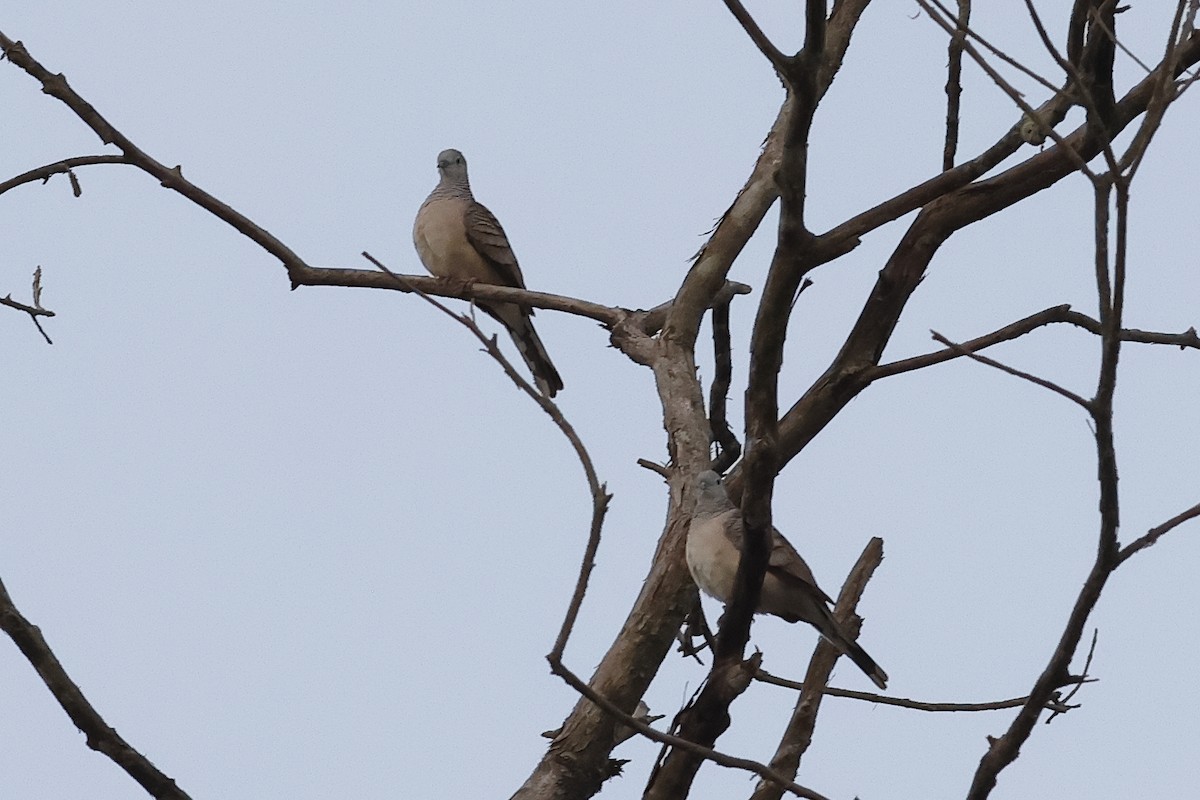 Peaceful Dove - ML638964501