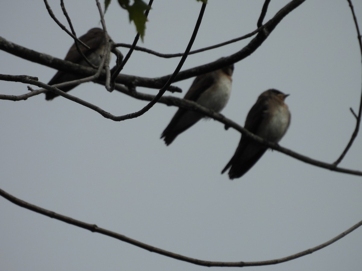Hirondelle à ailes hérissées - ML638964576