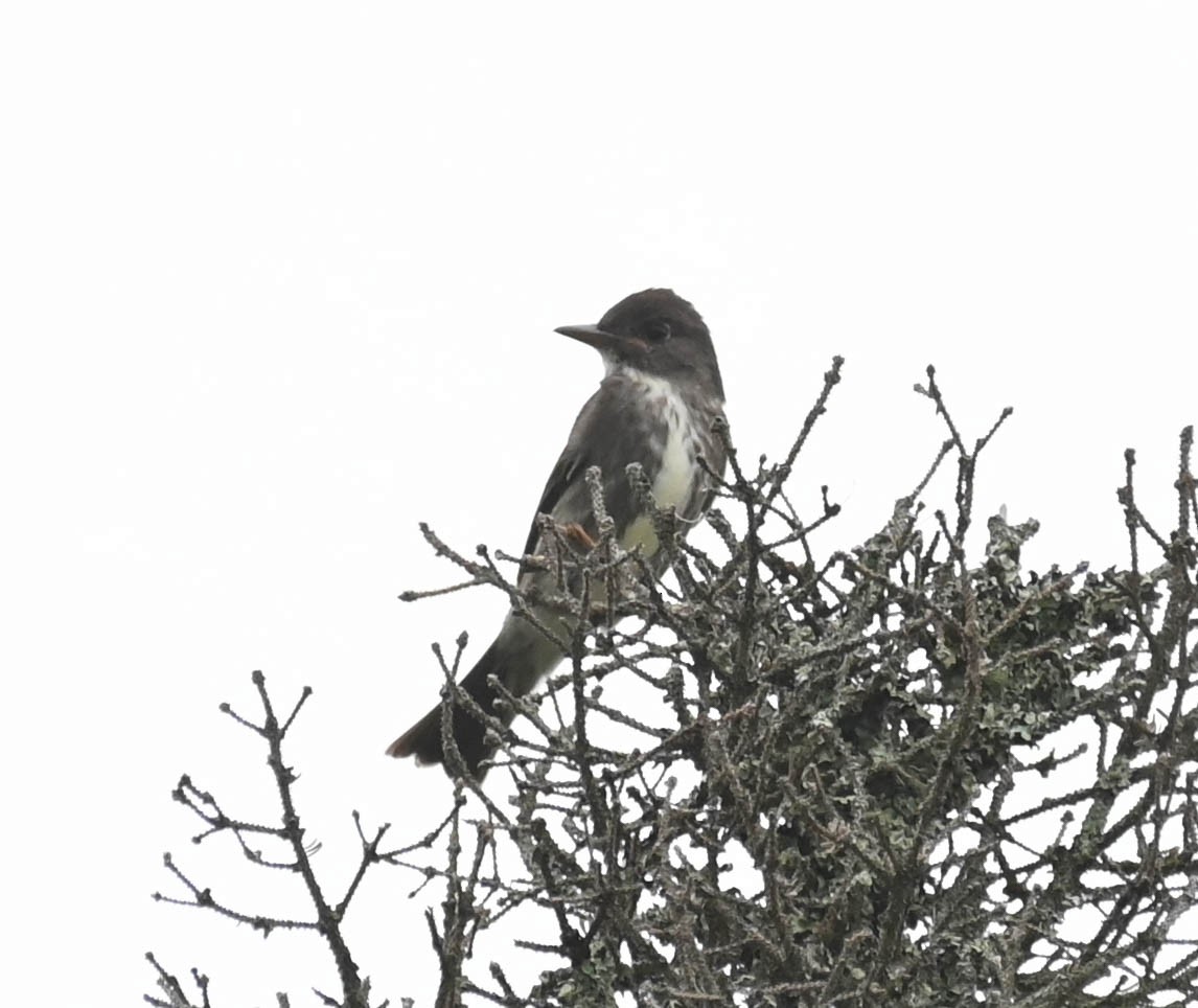 Olive-sided Flycatcher - ML638964587