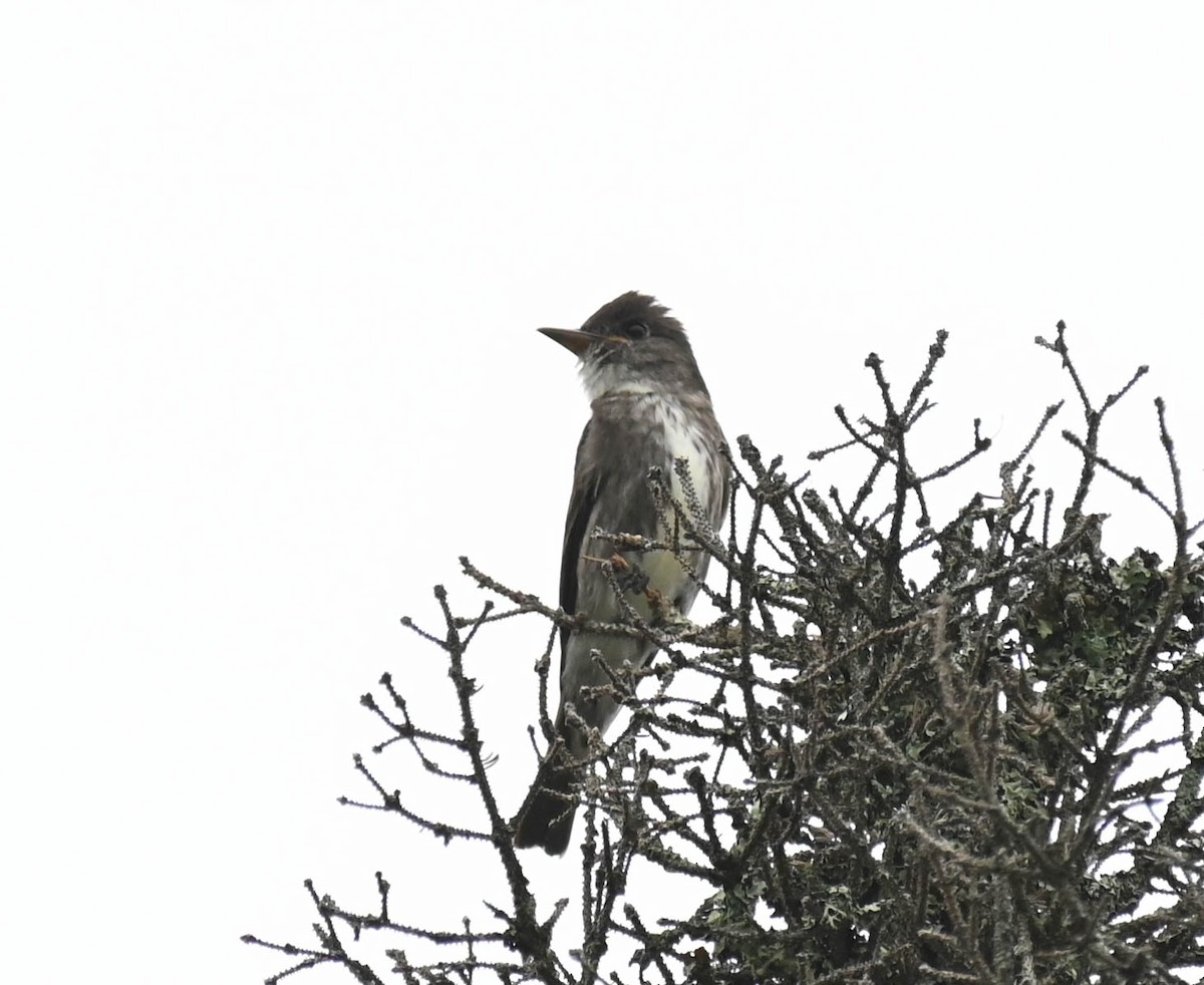 Olive-sided Flycatcher - ML638964590