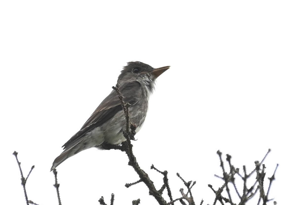 Olive-sided Flycatcher - ML638964592