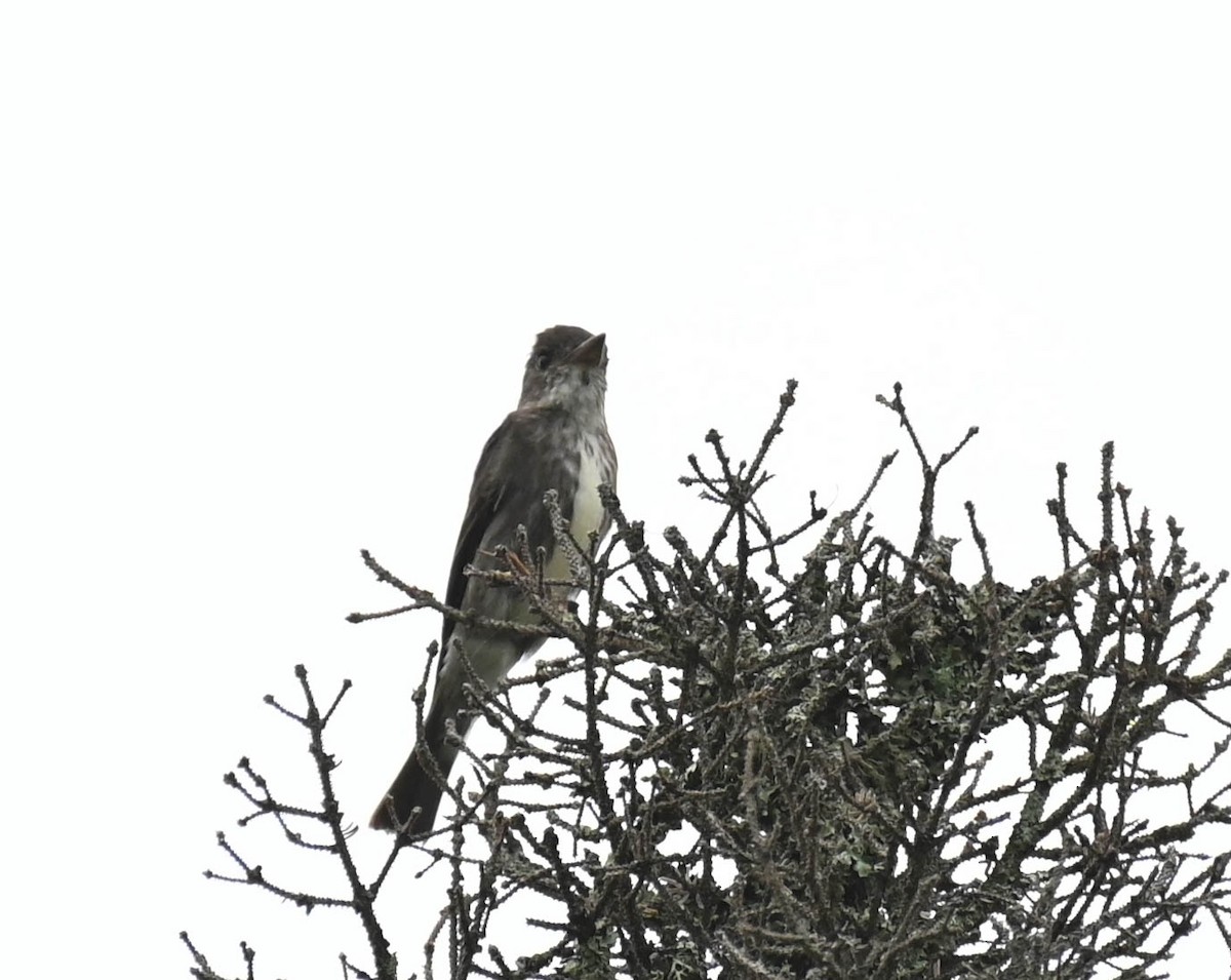 Olive-sided Flycatcher - ML638964593