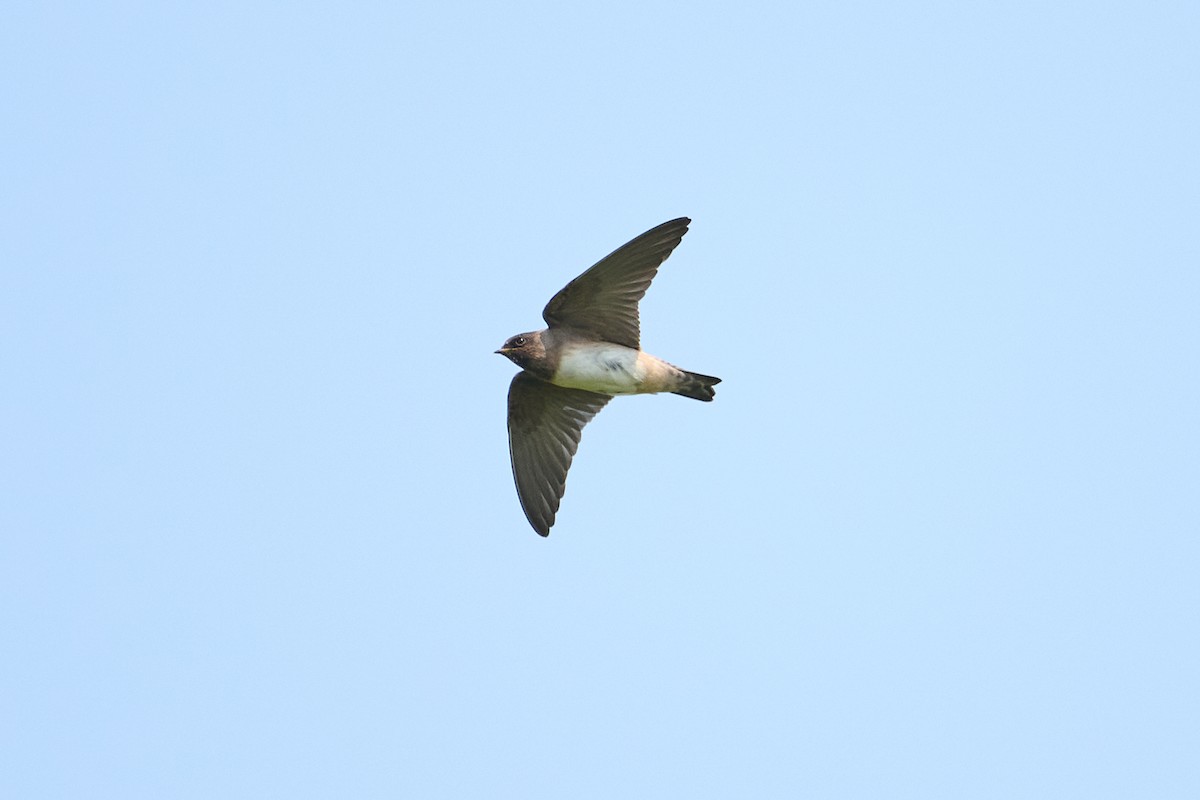 Cliff Swallow - ML638964608