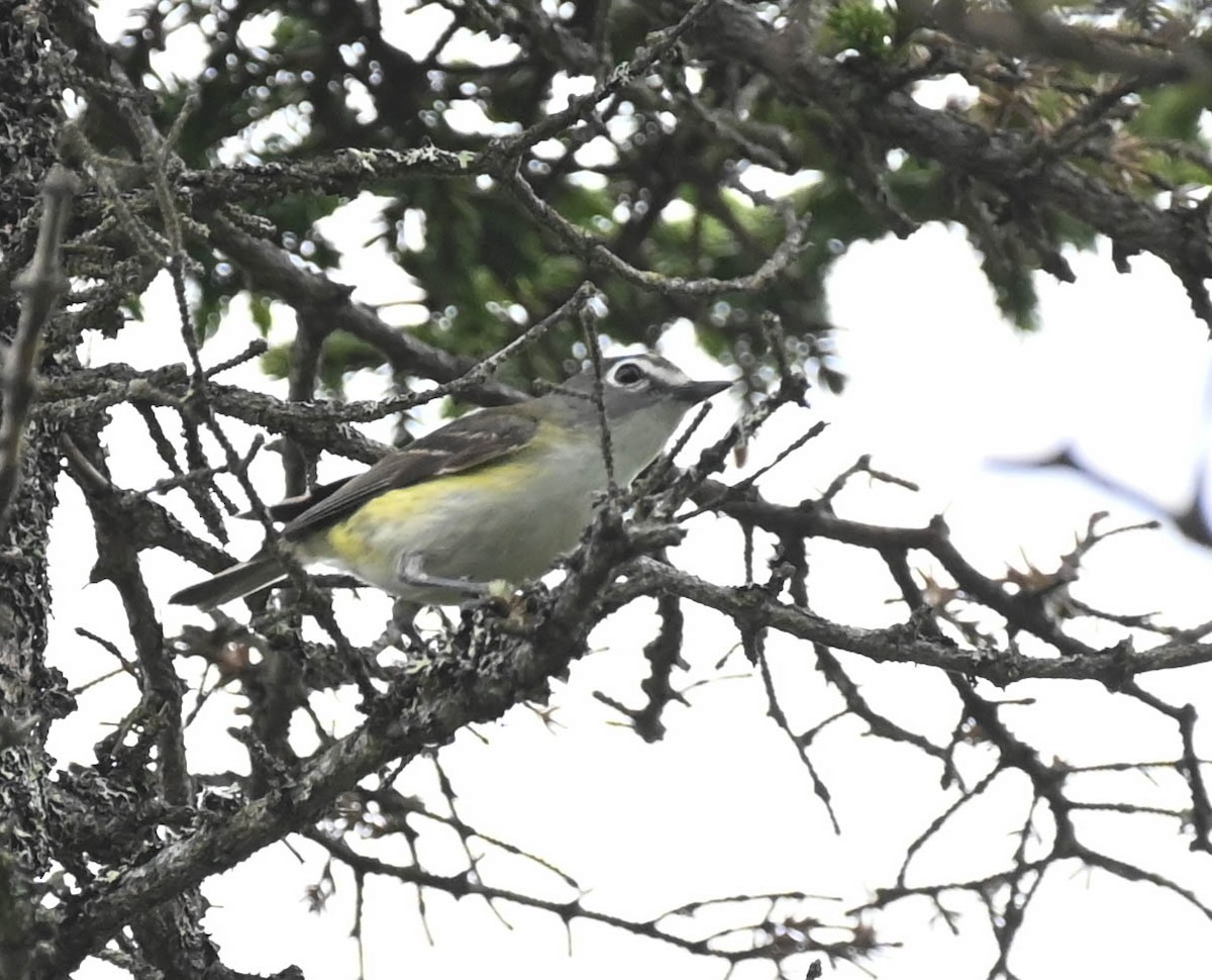 Blue-headed Vireo - ML638964634