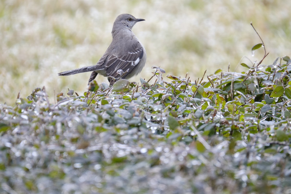 Northern Mockingbird - ML638964637
