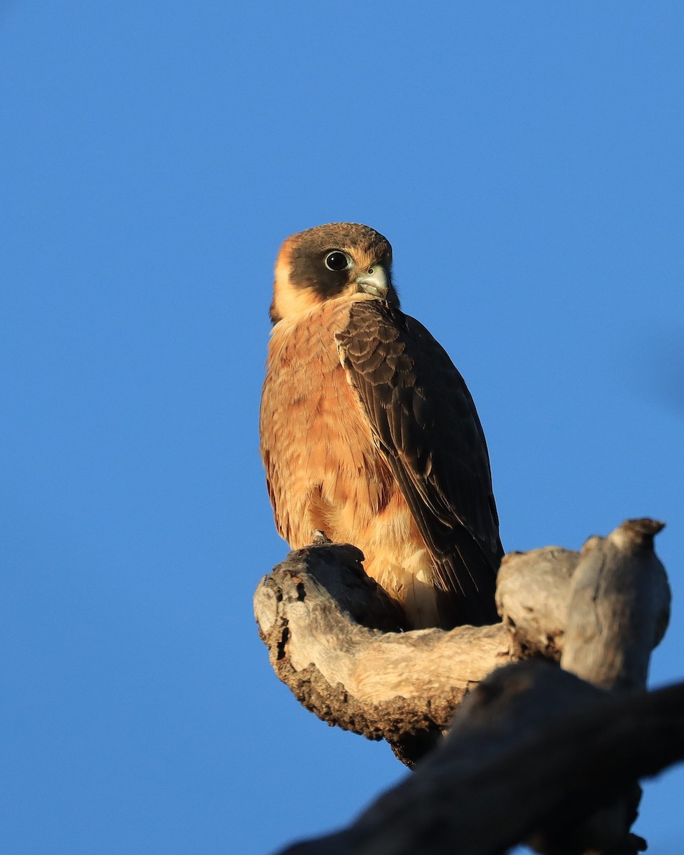 Australian Hobby - ML638964640