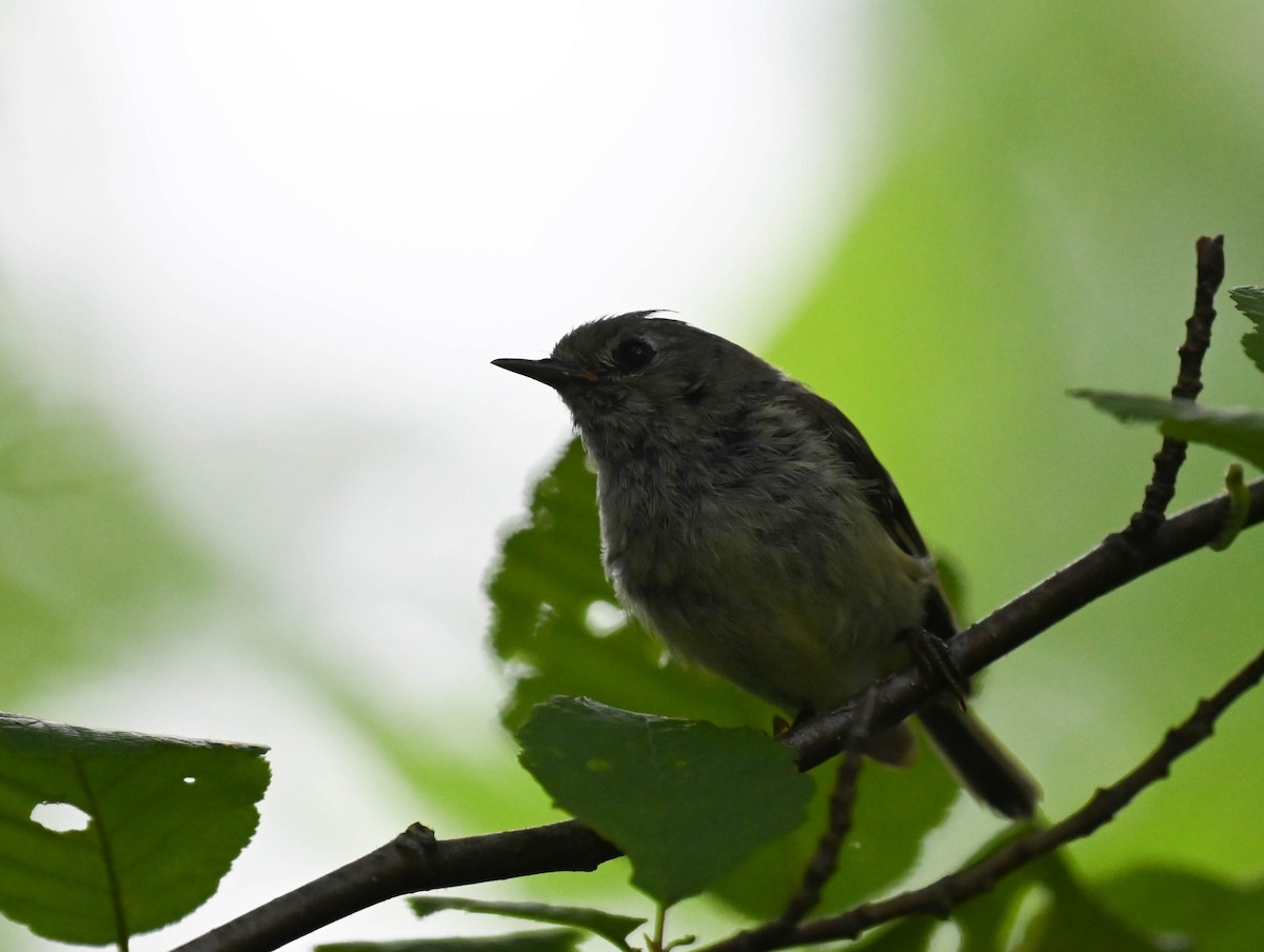 Ruby-crowned Kinglet - ML638964687