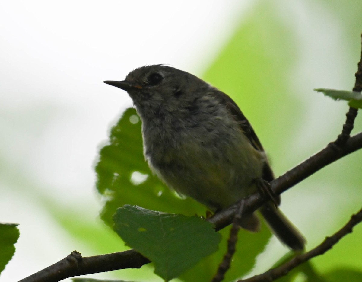 Ruby-crowned Kinglet - ML638964688