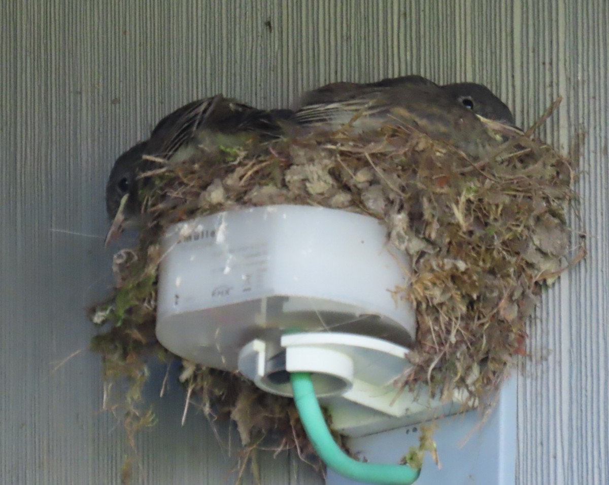 Eastern Phoebe - ML638964691